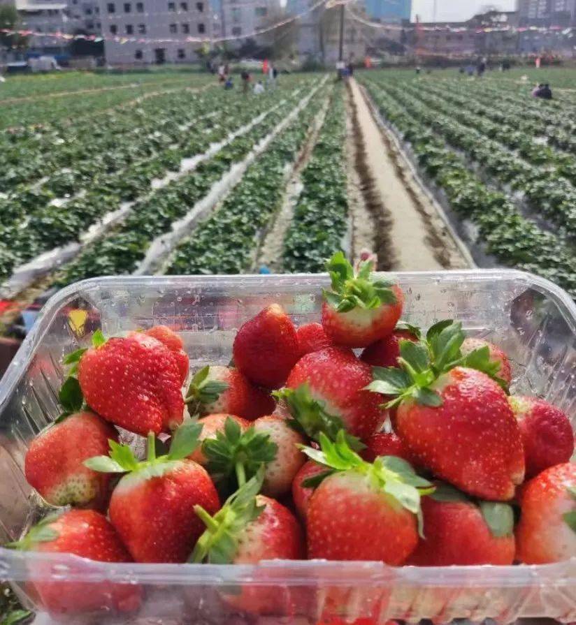 去摘草莓吧!开年第一口甜,让你"莓"有烦恼!_惠城区_地址_广东省