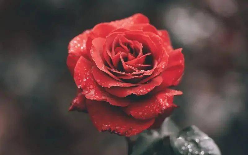 克莱斯勒《爱的欢乐》,缱绻在爱的时光隧道_经典_岁月