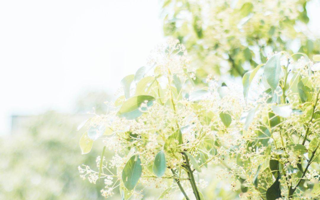 壁纸 花 桌面 1080_675