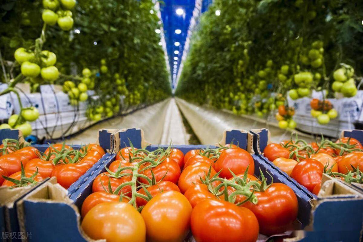 农产品选品应考虑的因素有哪些