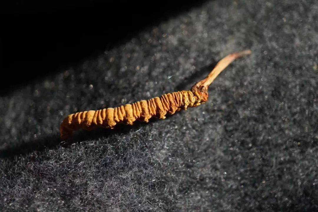 9类人适合吃冬虫夏草,3类人不要吃虫草, 吃虫草5大