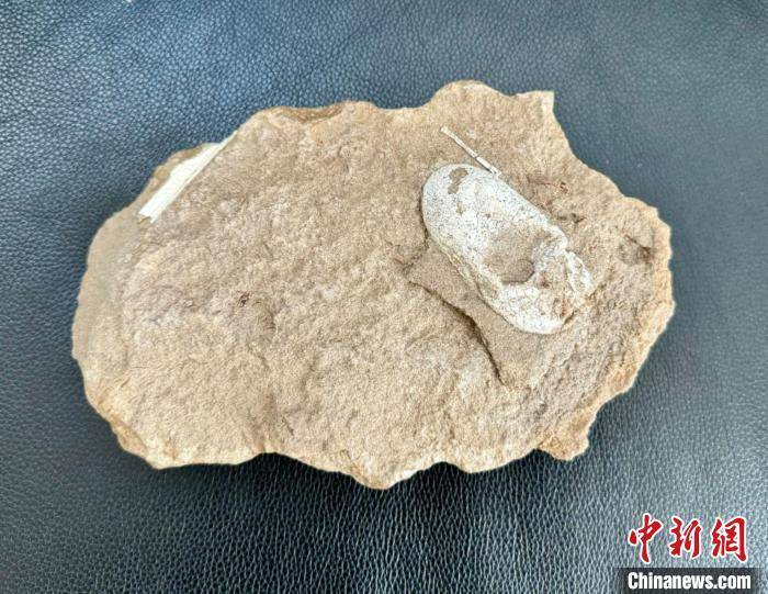 汪筱林:中国有很多重要的翼龙化石产地,辽西周边地区的热河生物群