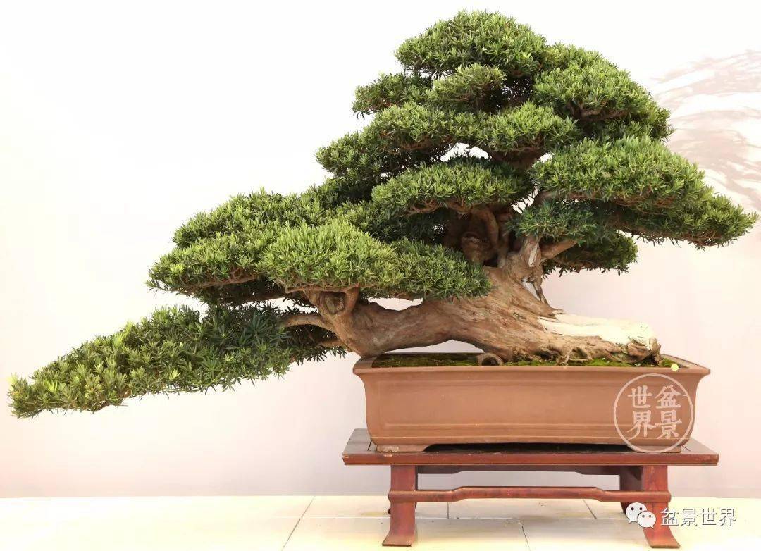 镇宅辟邪_cm_作品_罗汉松