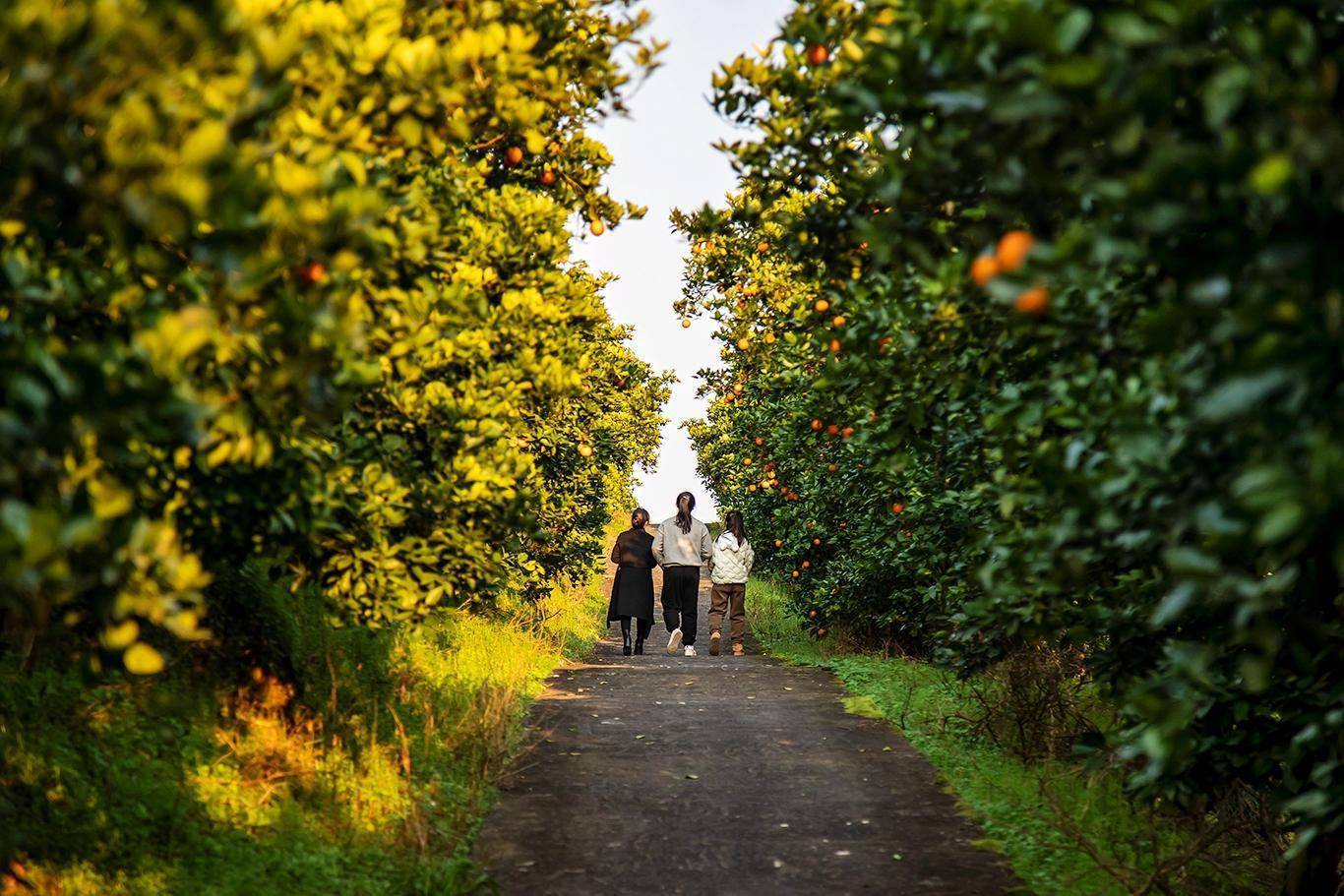 壁纸 花 桌面 1366_911