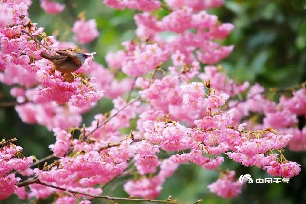 图:重庆天气(凌舸智)长寿区长寿湖风景区春节期间若是不去长寿湖你