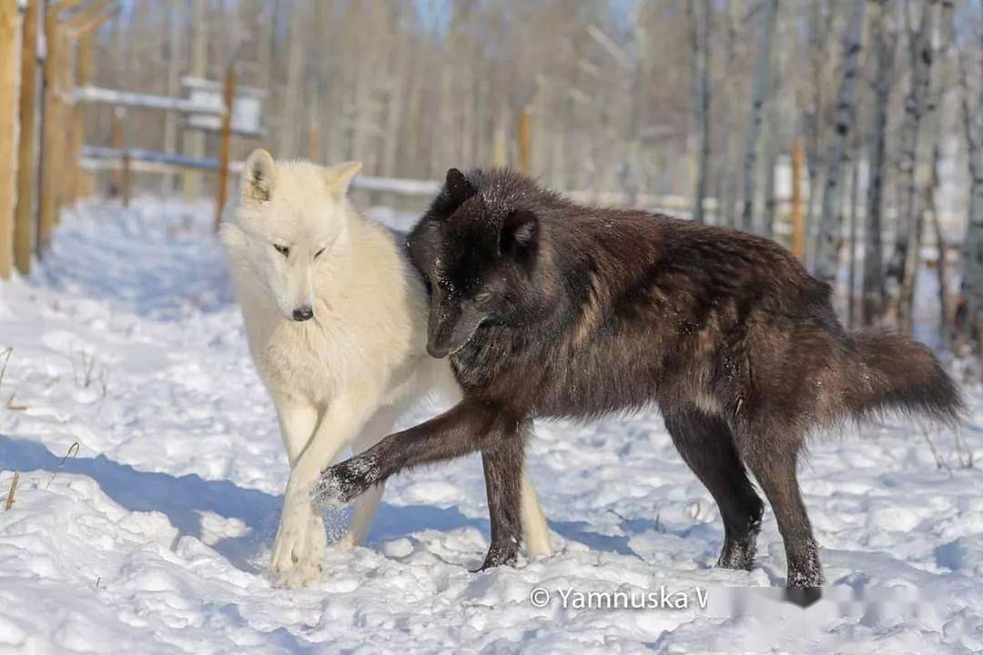 對於這些群居動物,這一舔舐行為相當於重要的社交問候方式,同時也用於