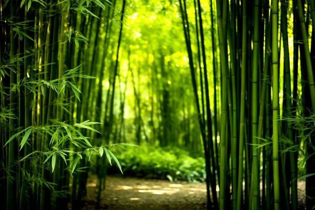 人少景美的"紫砂之都"——宜兴,竹海摇曳,茶园飘香,紫砂名满天下