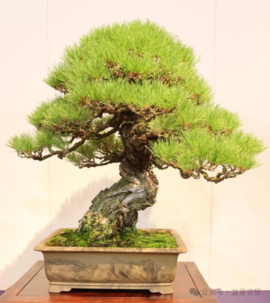 100张高清美图带你走进2024日本国风盆栽展下半场__cm