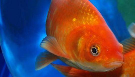 鲤鱼的发音与"余"字相近,因此在民间传统中,吃鲤鱼被视为招财进宝