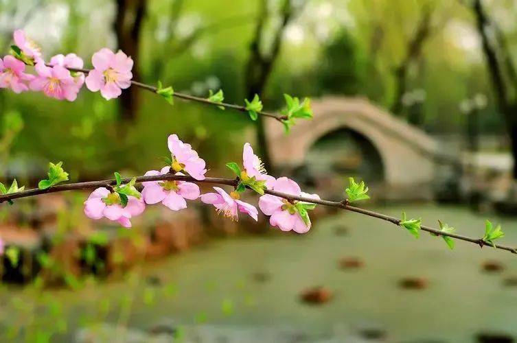 七律61梦里春韵(等四首)◇王德禄_杨柳岸_桃源_悠悠