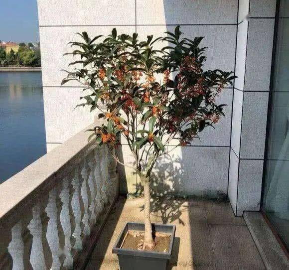 有院子建议栽5种树,看花,收果,寓意吉利_枣树_桂花_小时候