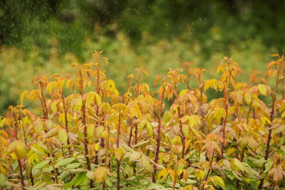 野生藜蒿开花图片图片