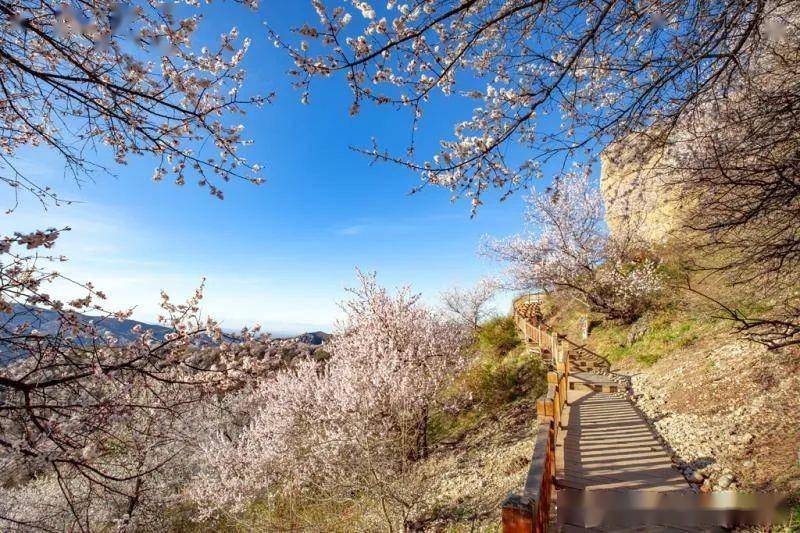 2024伊犁杏花|春日限定·人间最美四月天