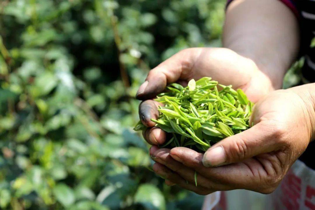 仰韶彩陶坊陪您探访河南"老字号"| 信阳潢川·光州茶:以古人之规矩开