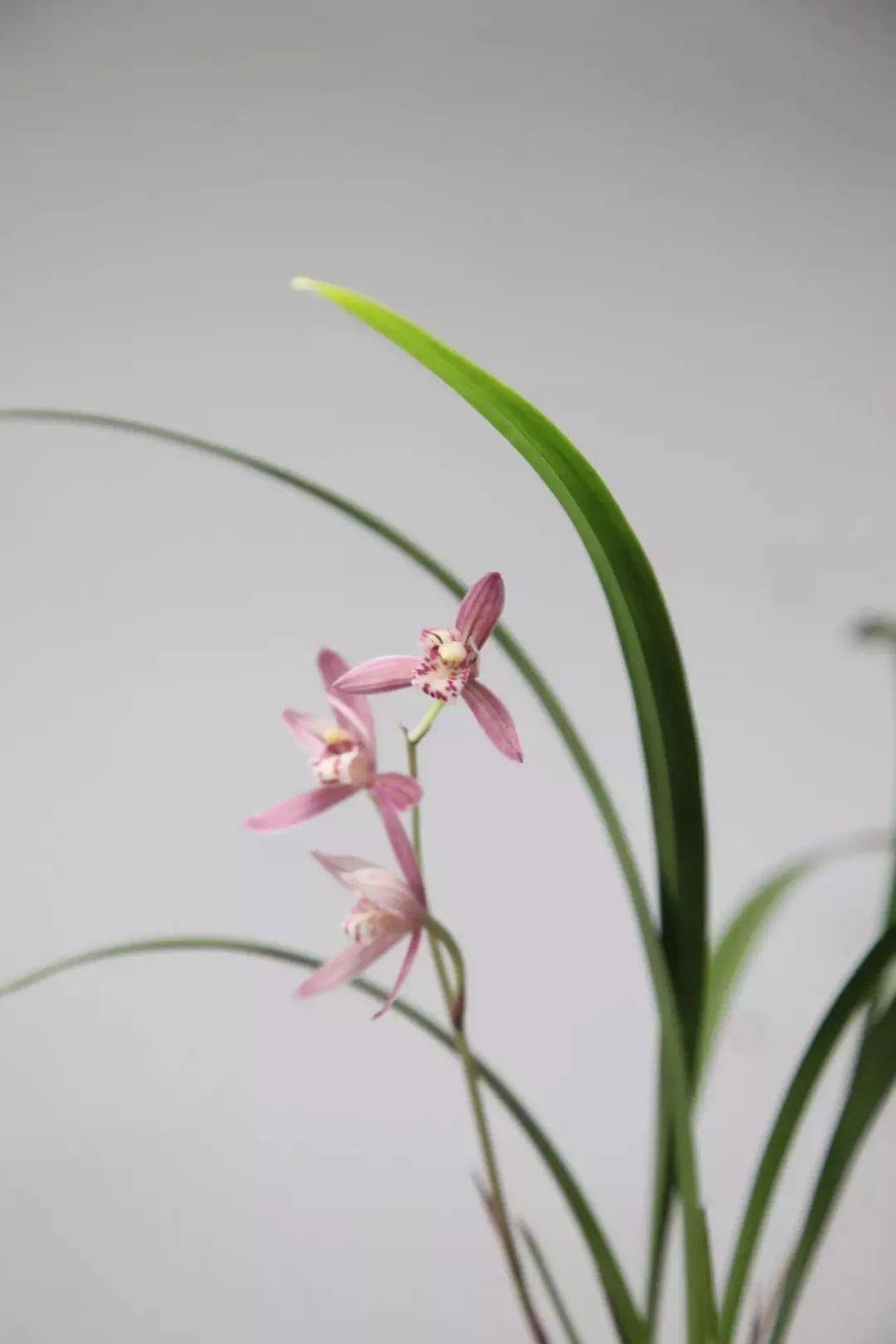 春兰,贺春_兰花_中国人_君子