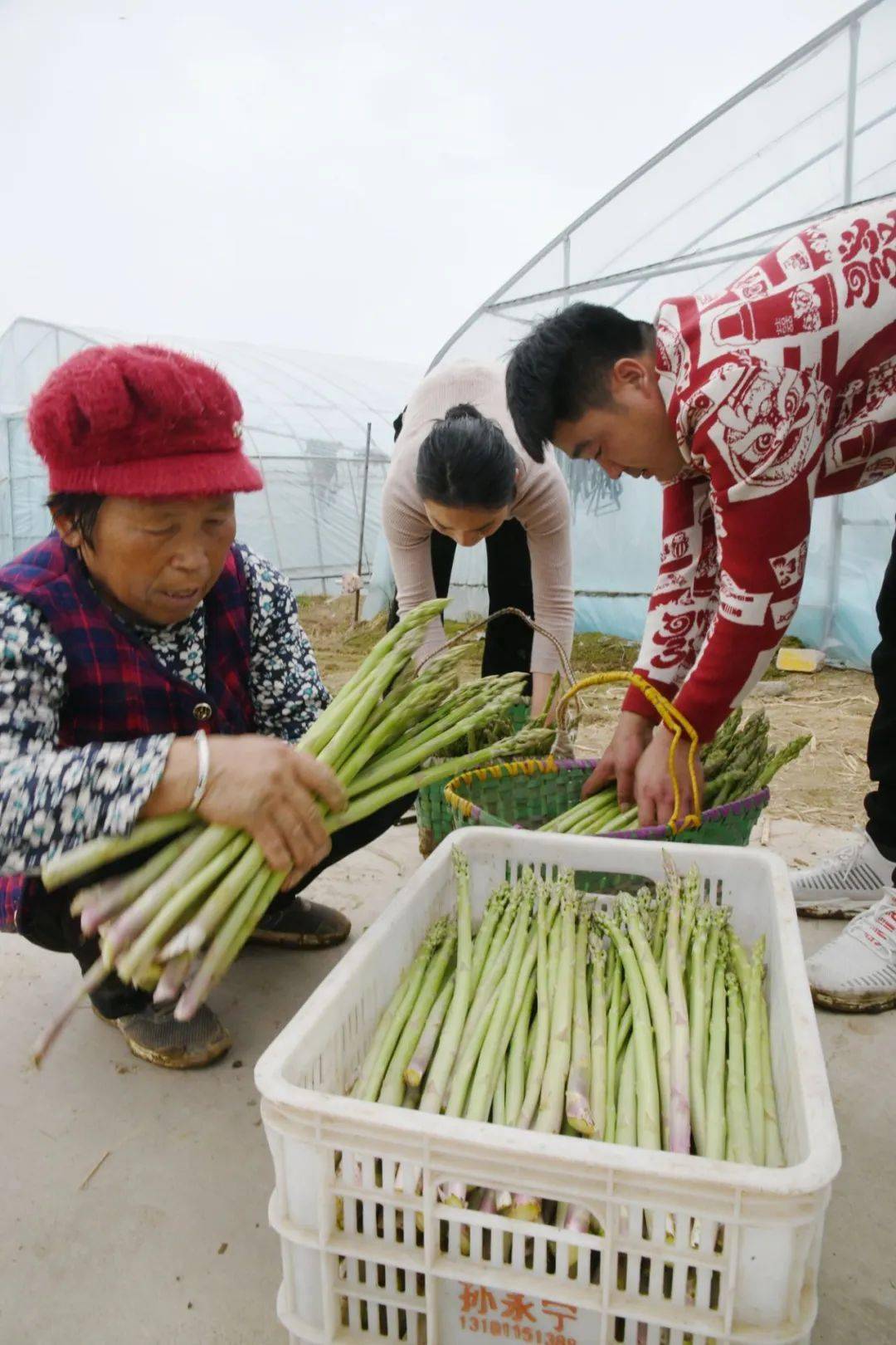 他算了一笔账,芦笋号称"蔬菜之王",价格长年居高不下,而且头年种,次年
