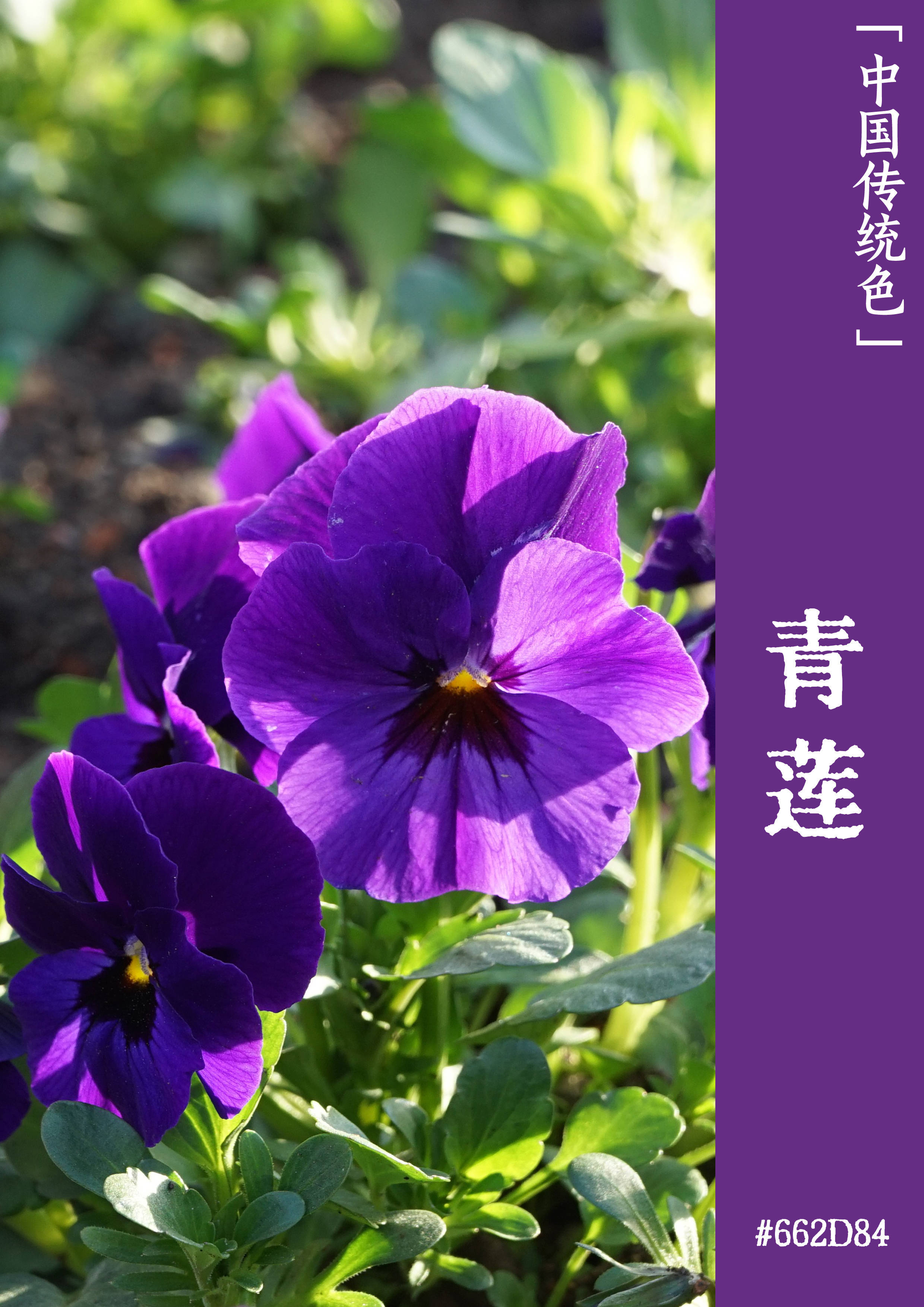 紫色魅力:李白为什么爱紫色|文物中的中国传统色_颜色_丁香_紫晶