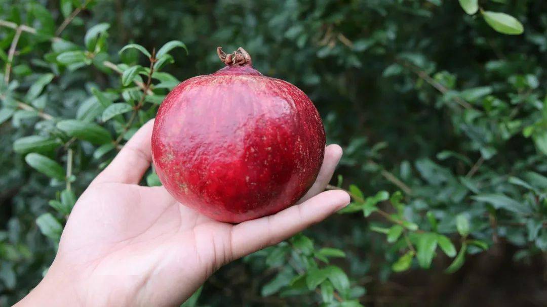 云游棋遇|河阴石榴_荥阳_栽培_遇记