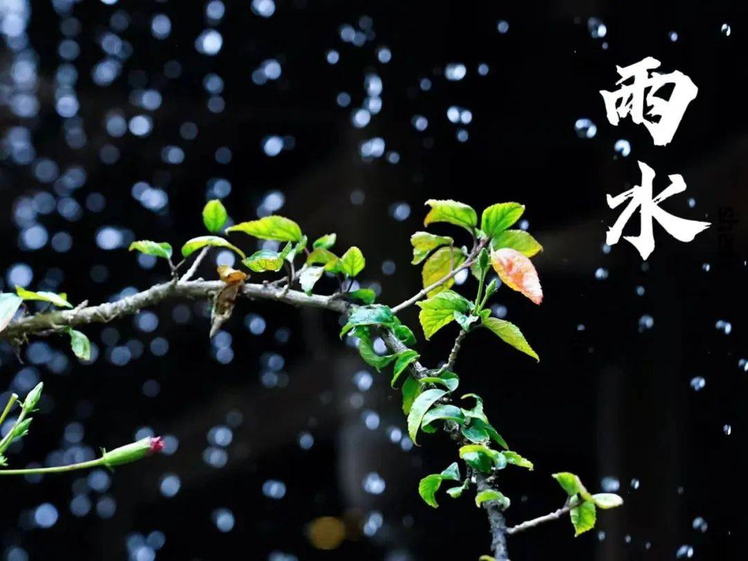 二十四节气雨水 | 好雨知时节,当春乃发生
