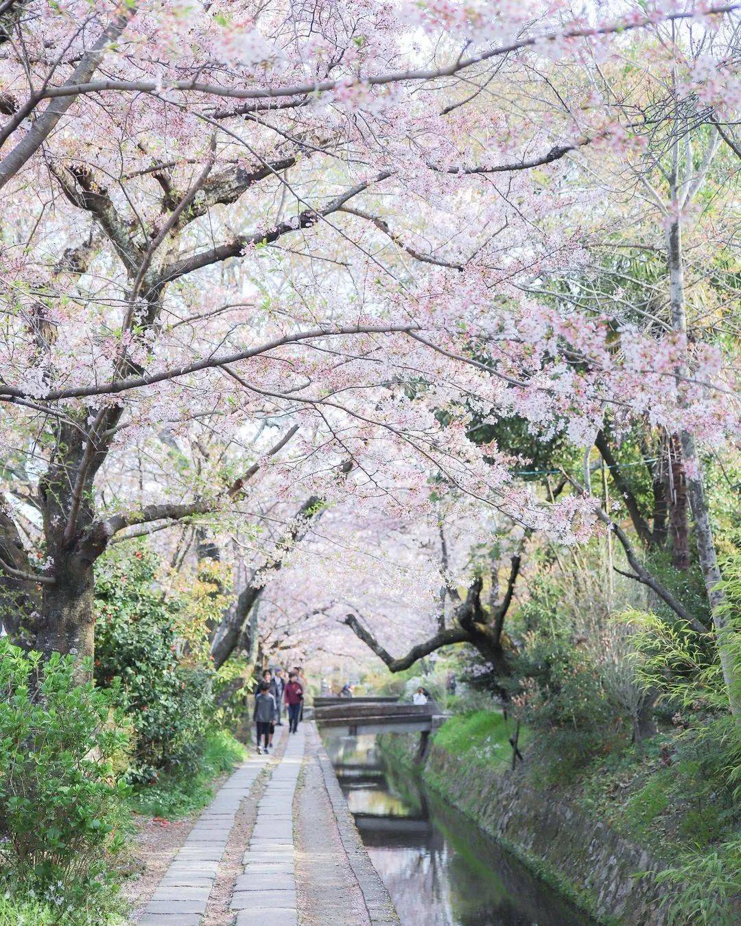 花季时间出炉啦!064999起一起去看春季限定美景吧!_富士山_赏樱_com