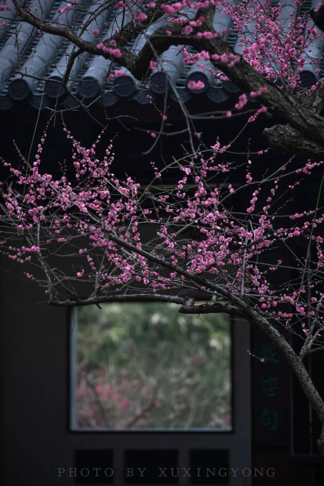 生无所好,惟书与花_菖蒲_满园_梧桐