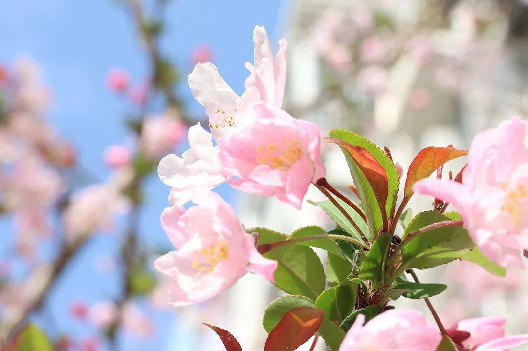 春天,一种花里胡哨的美_分类_搜索_spring