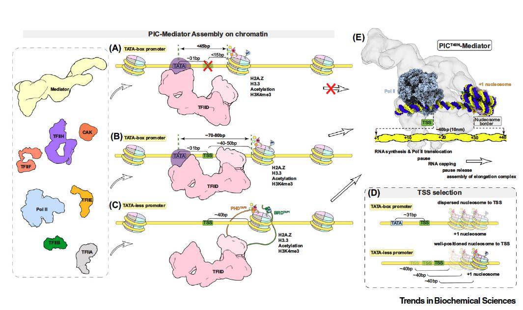 复旦取得哪些科研新突破?_物理学_https_质子