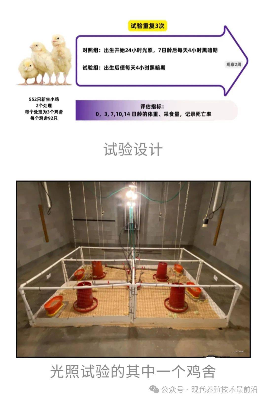 佐治亚大学:育雏期24小时光照,真的对小鸡们有好处吗?