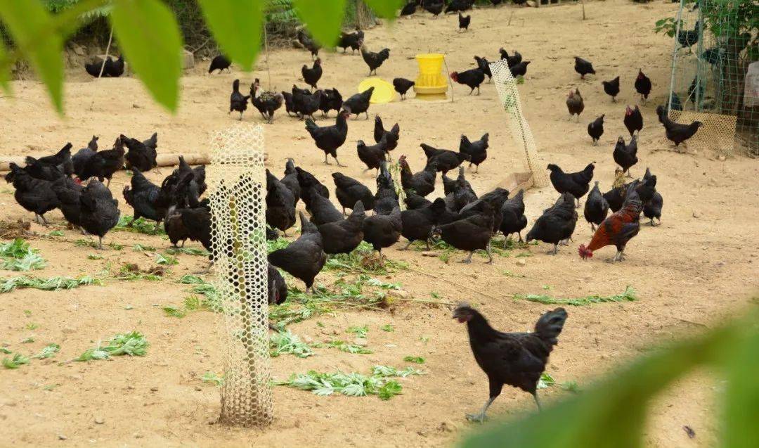 陇南发布 | 两当:"八有"山地立体农业稳住乡村"基本盘"_发展_生态_产