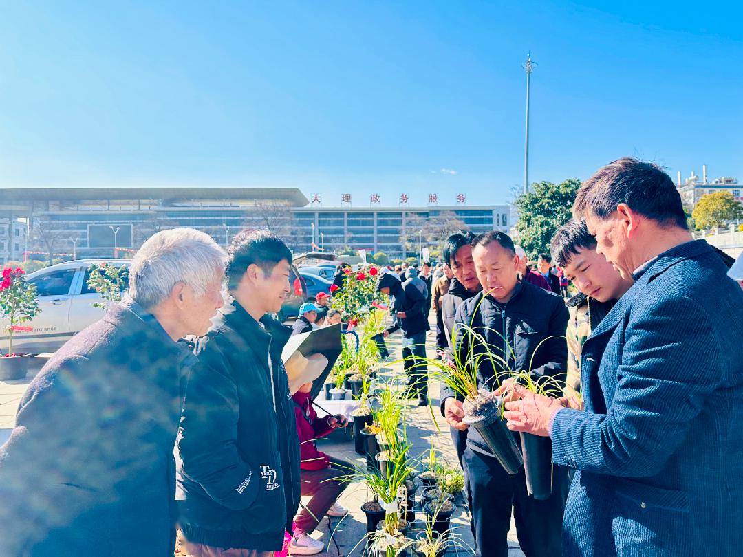 春日盛会,2024中国(大理)第十四届国际兰花茶花博览会今日开幕!