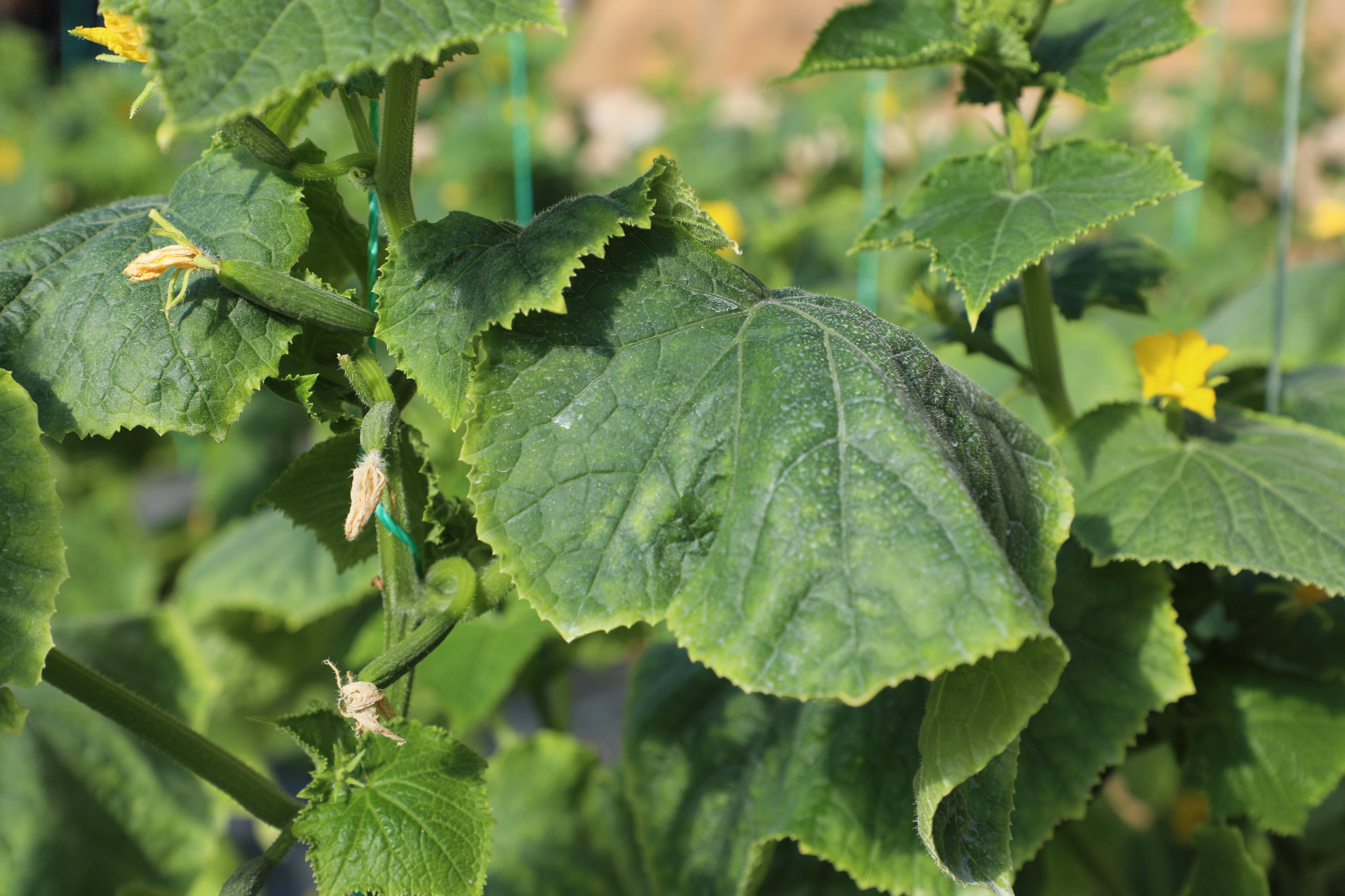 昌邑市:春耕备播专家支招,助农增收与民同行_农业_大棚_天气