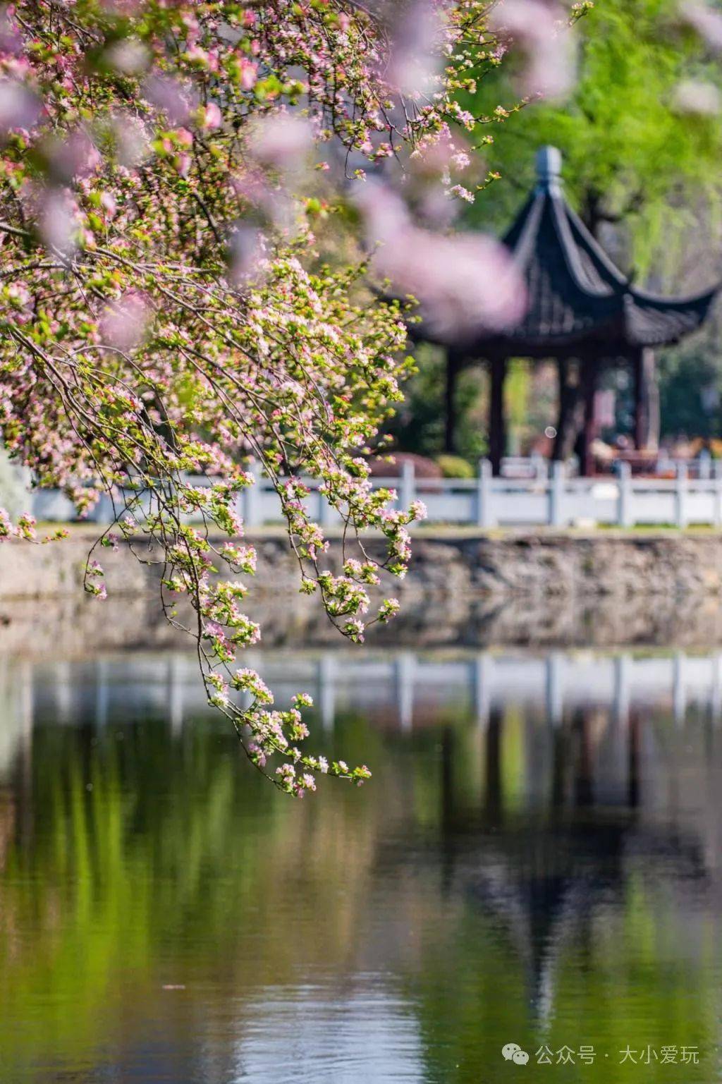 郁金香_昆明_地方