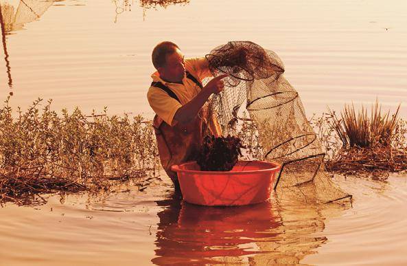 【赣州三农】大余县:"稻稻虾"循环种养模式绘就乡