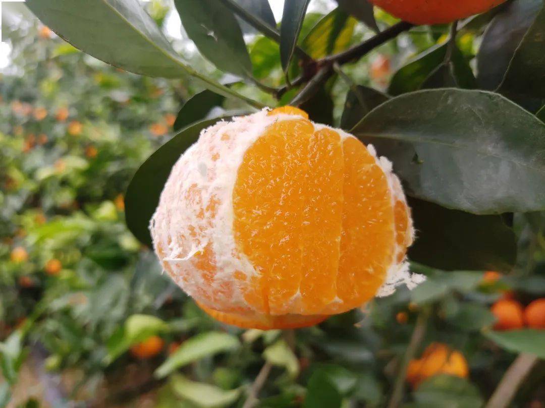 广西武鸣沃柑19.9/5斤,快递包邮!传统匠心种植!寒冬挂枝300天!