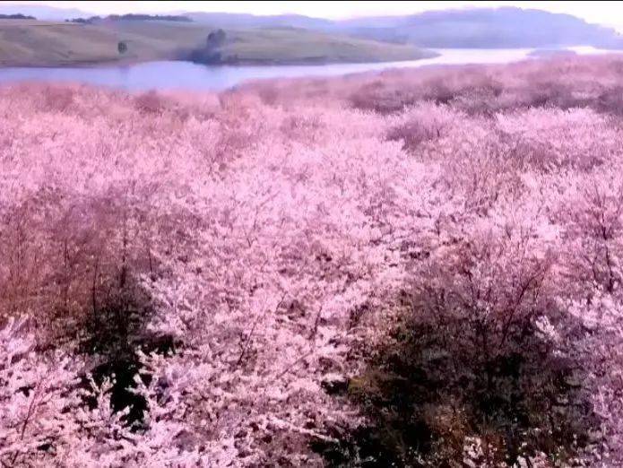 古樟湾四季花海景区位于乐安县万崇镇核心区,昌韶高速流坑南出口连接