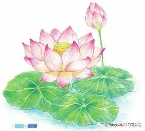 彩铅画荷花