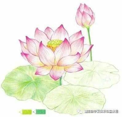 彩铅画荷花_荷叶_花瓣_草绿色