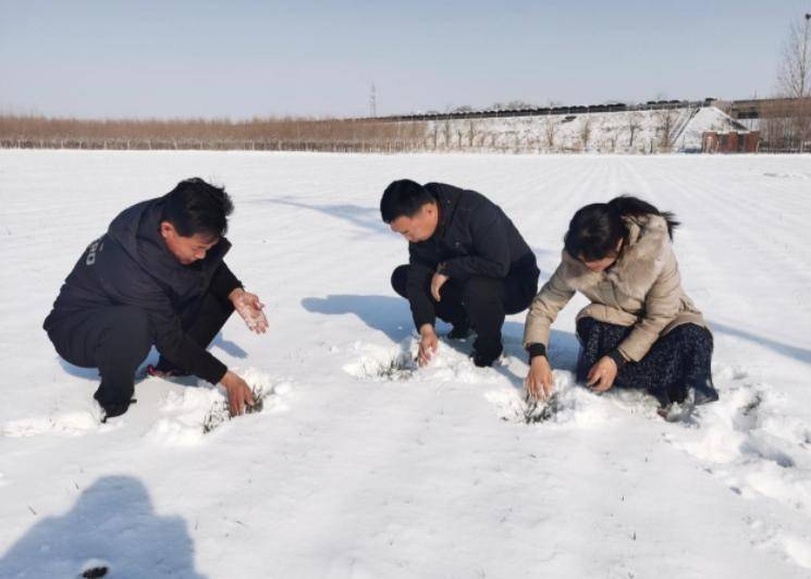 护航农业生产安全 临沂市农业农村局多措并举应对低温雨雪冰冻天气