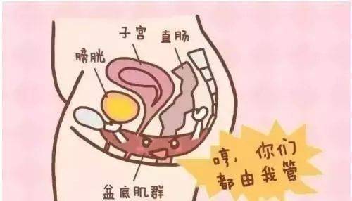 产后恢复不只是塑形,盆底康复才更重要!_损伤_子宫_阴道