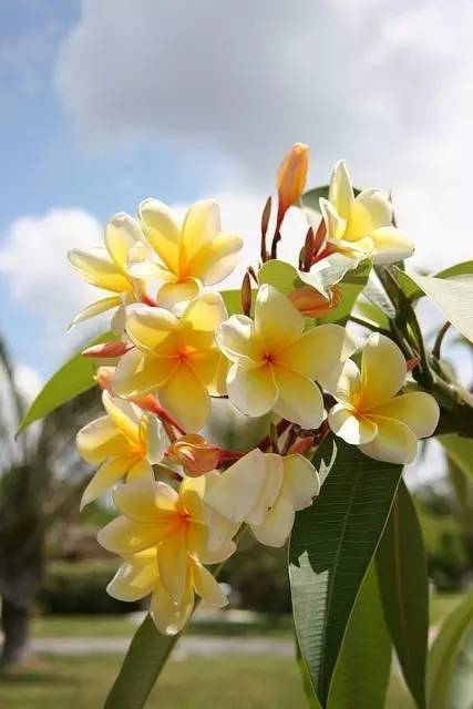 100种开花植物,随着花季,开满春夏秋冬_花儿_木犀_时间