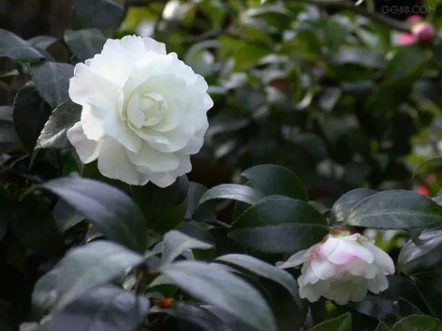月季花杜鹃花桃花桂花梅花樱花水仙沙漠玫瑰海棠花一品红一串红仙客来