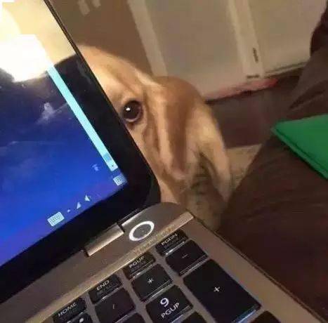 主人_手机_哈士奇