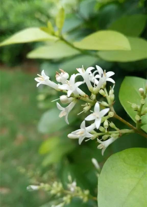 100种开花植物,随着花季,开满春夏秋冬_花儿_木犀_时间