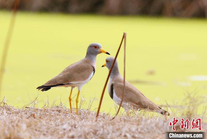 "三有"保护鸟类灰头麦鸡现身安徽祁门_芳村_黄山_祁山镇