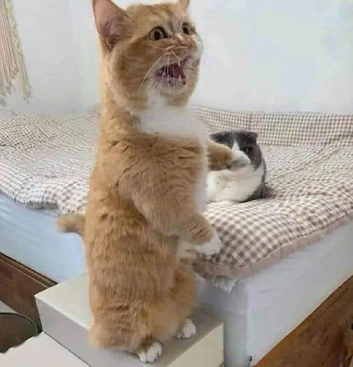 老子_姐姐_姐夫