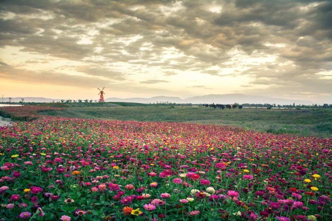 ▽张掖弱水花海:被隐匿的小荷兰进入7月,漫山遍野的油菜花竞相绽放