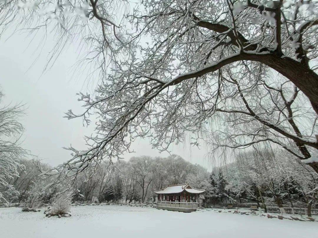 最美春雪图片图片