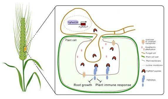 南京农大植保学院揭示赤霉病菌分泌类植物多肽激素抑制