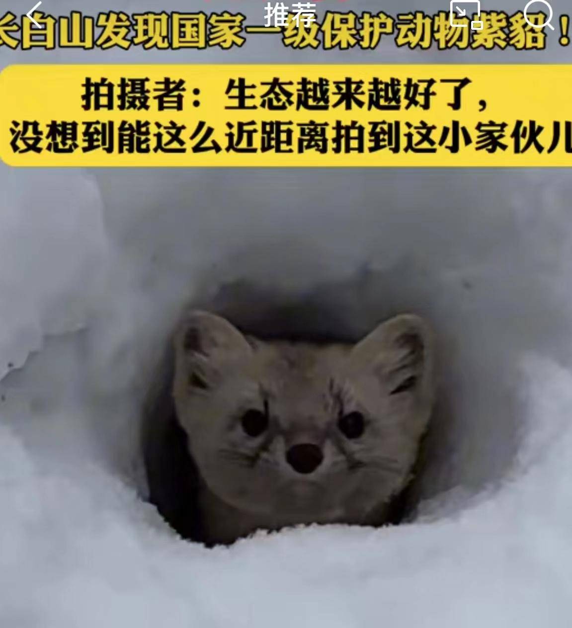 超可爱~吉小貂表情包第二弹来袭_紫貂_吉林省_长白山