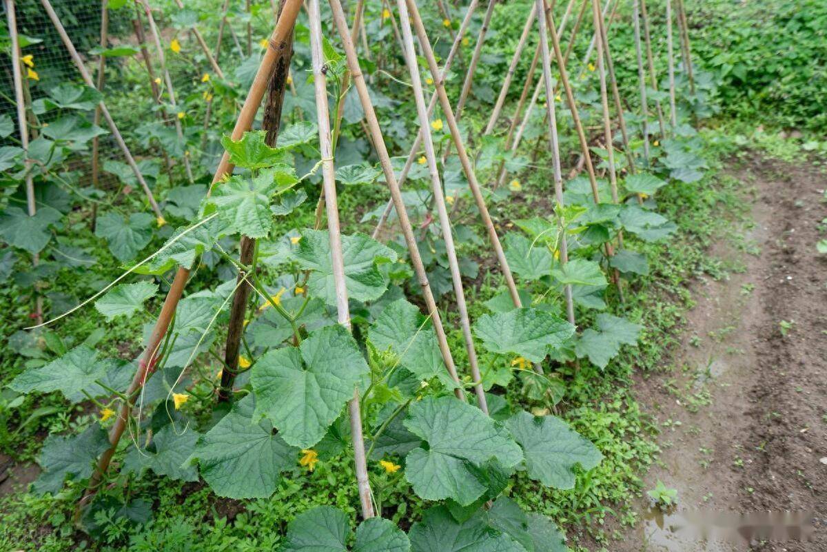 露地春黄瓜定植后的肥水管理_生育_平台_文章